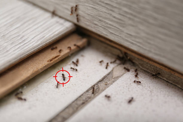Reliable Old Mystic, CT Pest Control Solutions