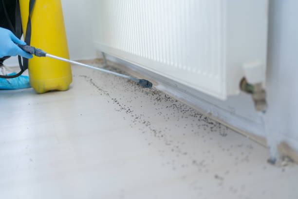 Best Pest Control Near Me  in Old Mystic, CT